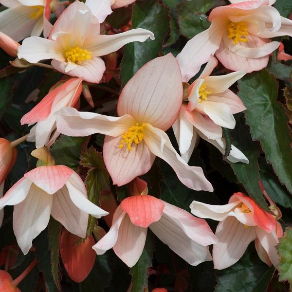 Begonia Rivulet White Blush